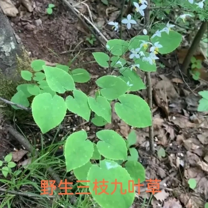正宗甘肃纯野生小圆叶三枝九叶草可撘配枸杞黄芪泡酒泡水