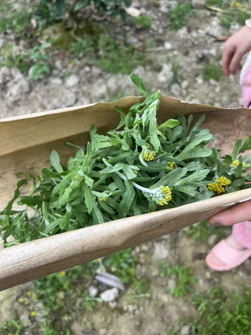 福建福州闽侯白沙永泰鼠粬草新鲜的草春天的味道波波草青团材料