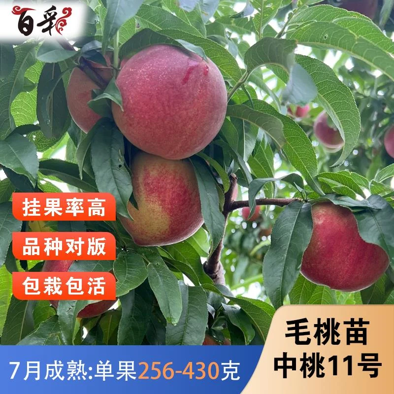 中桃11号桃树苗嫁接特大桃子离核耐寒南北方种植当年结果盆栽地栽