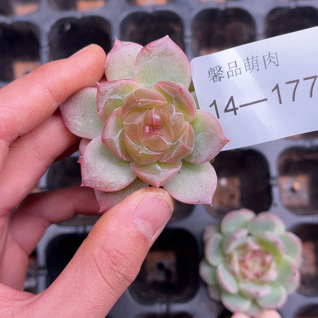 多肉一物一拍14-177