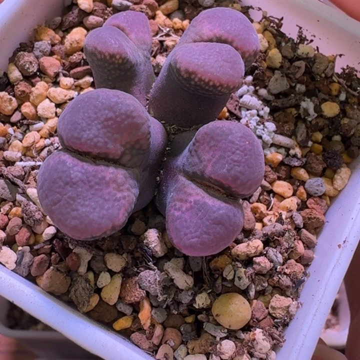 476号四头紫红风铃一物一拍