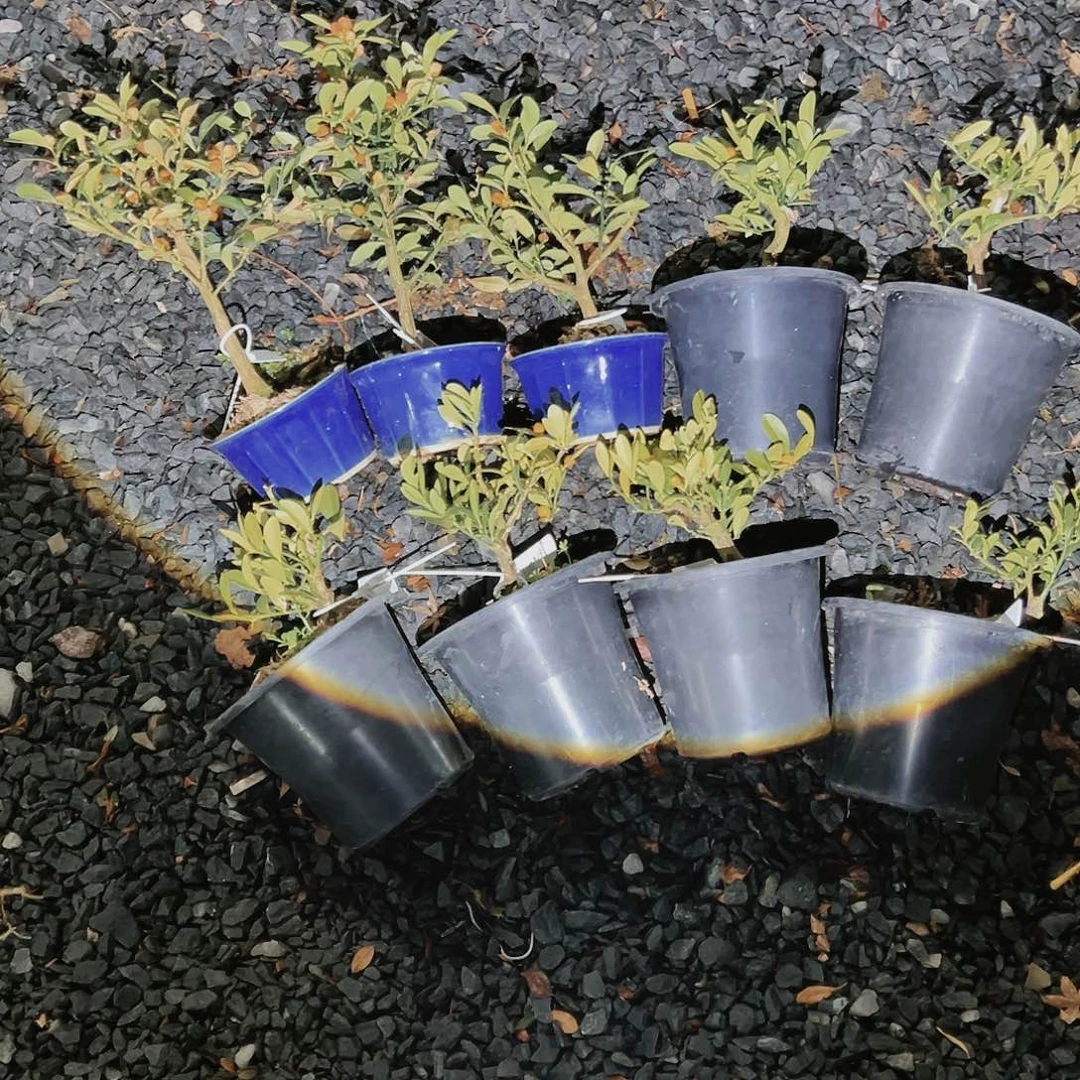 盆景皋月杜鹃老鸭中豆豆