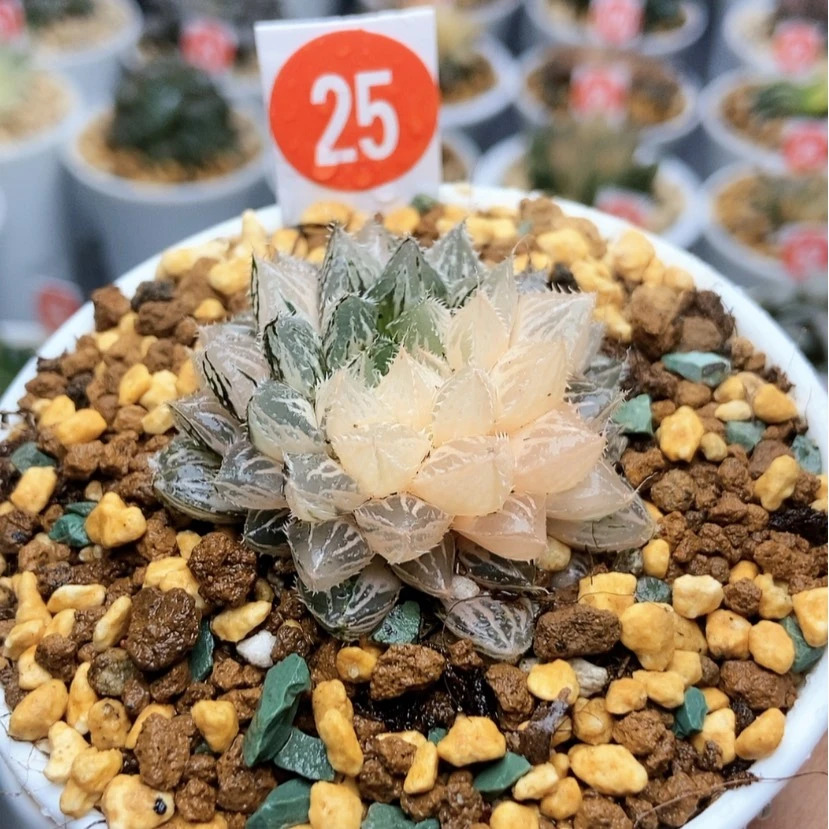 【闪购商品】25楼兰锦