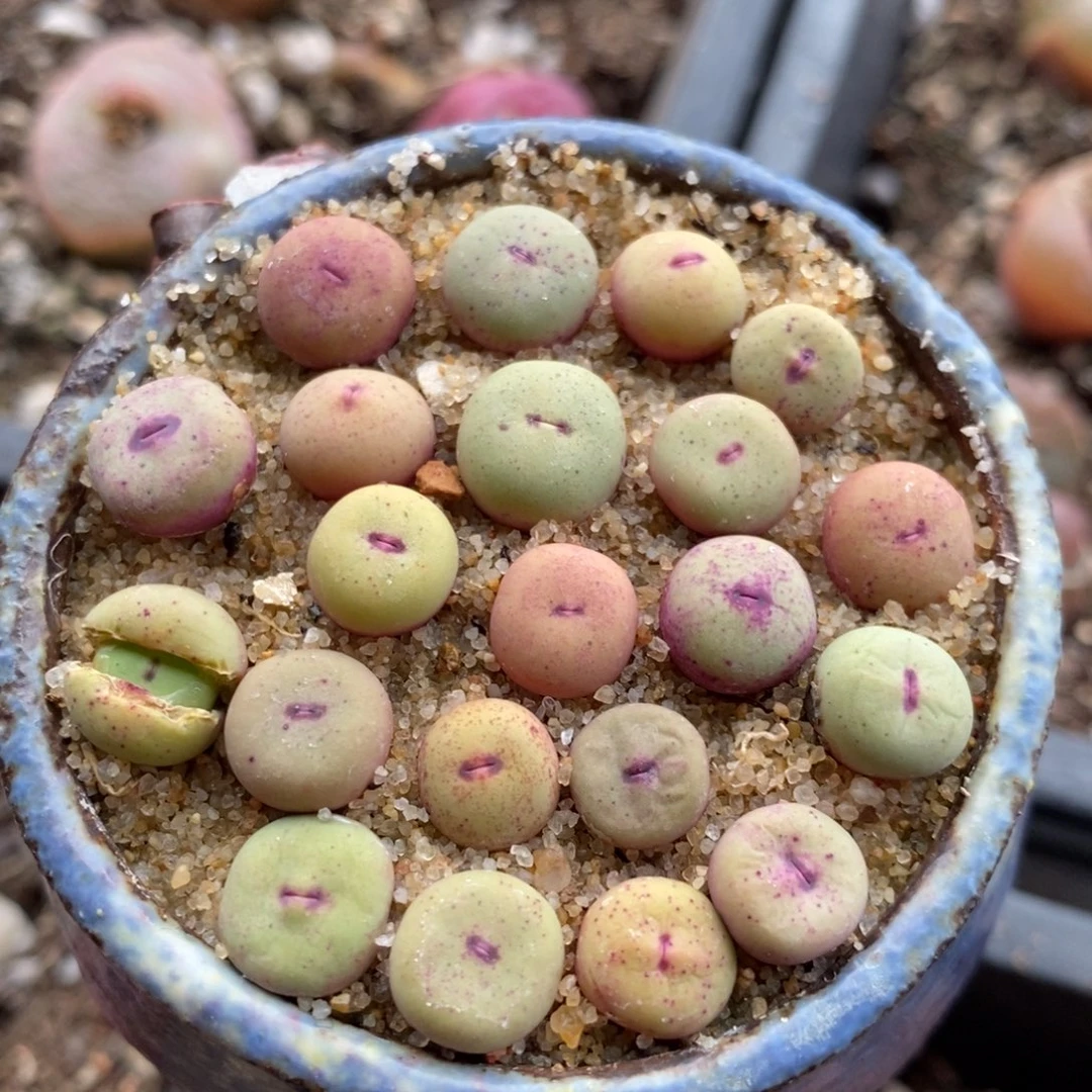 1380b小红嘴一颗 买3送1