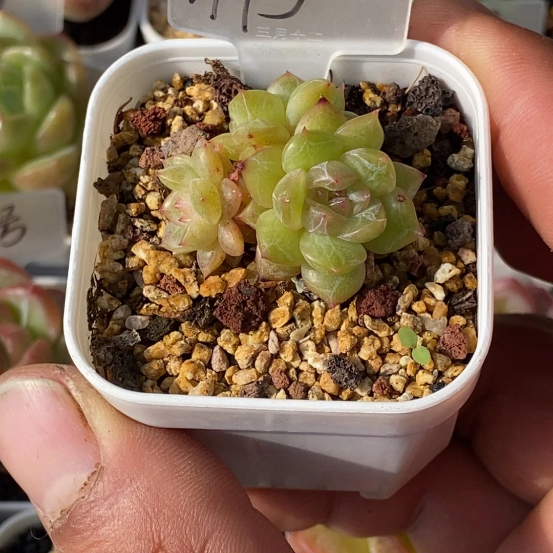 天官赐福百无禁忌