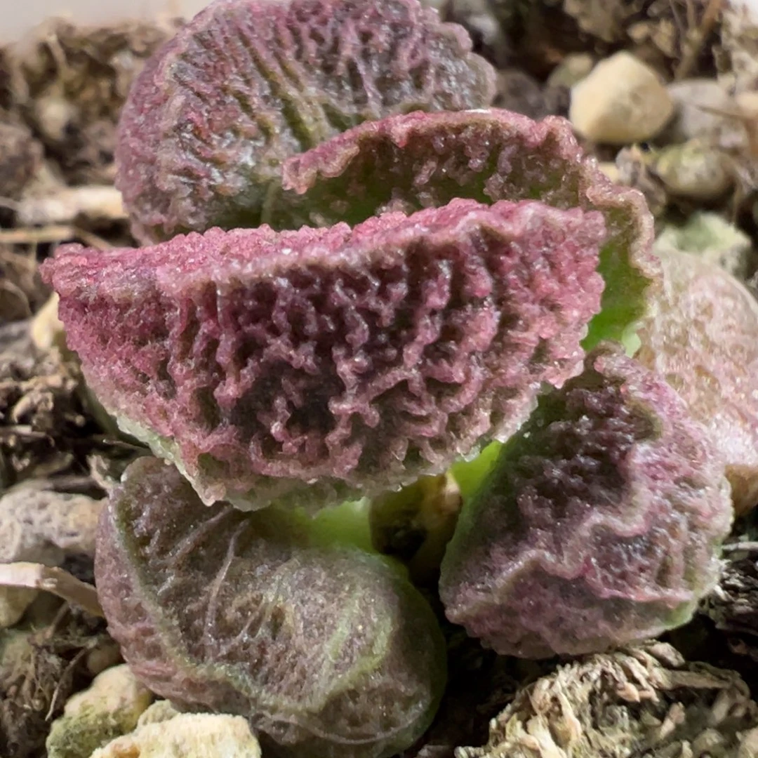 实生新品多肉植物水泡多肉植物