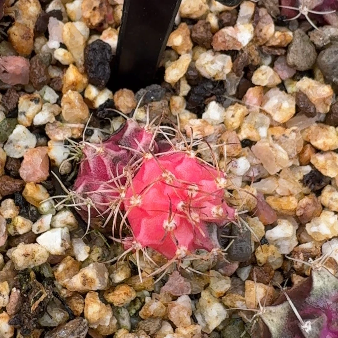 米哈实生自然锦海轮球上球397