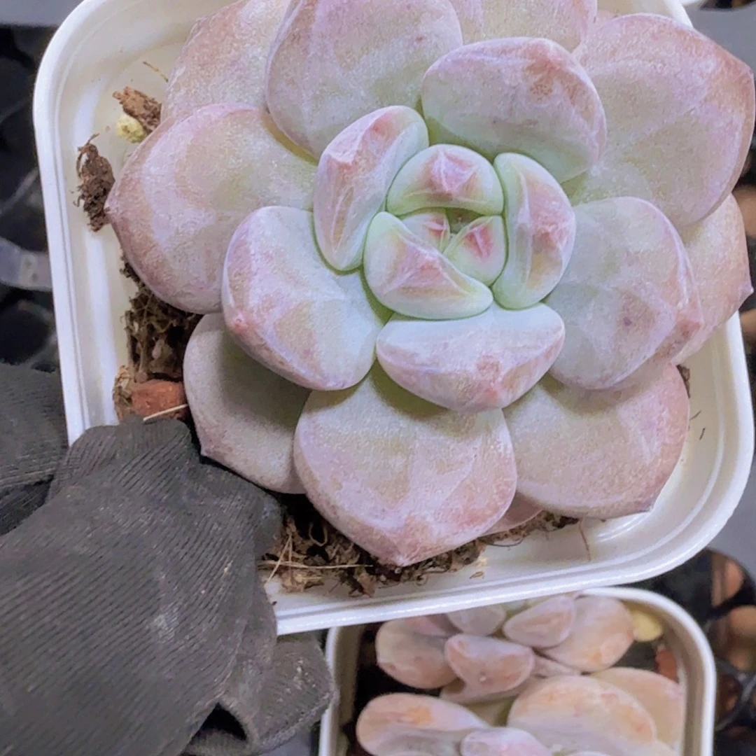 精品梦红杂多肉植物