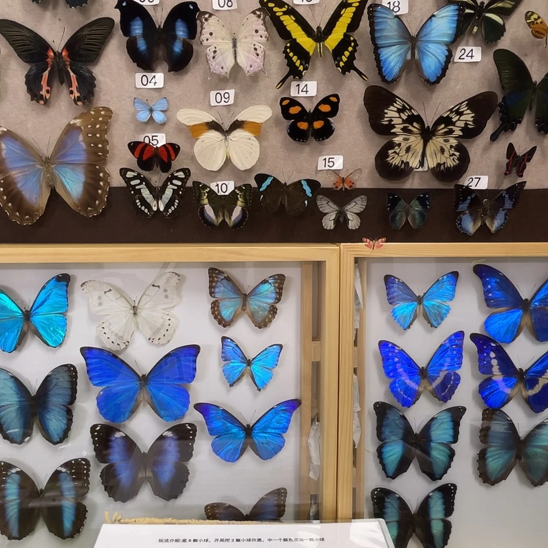 汕***）有机玻璃蝴蝶标本