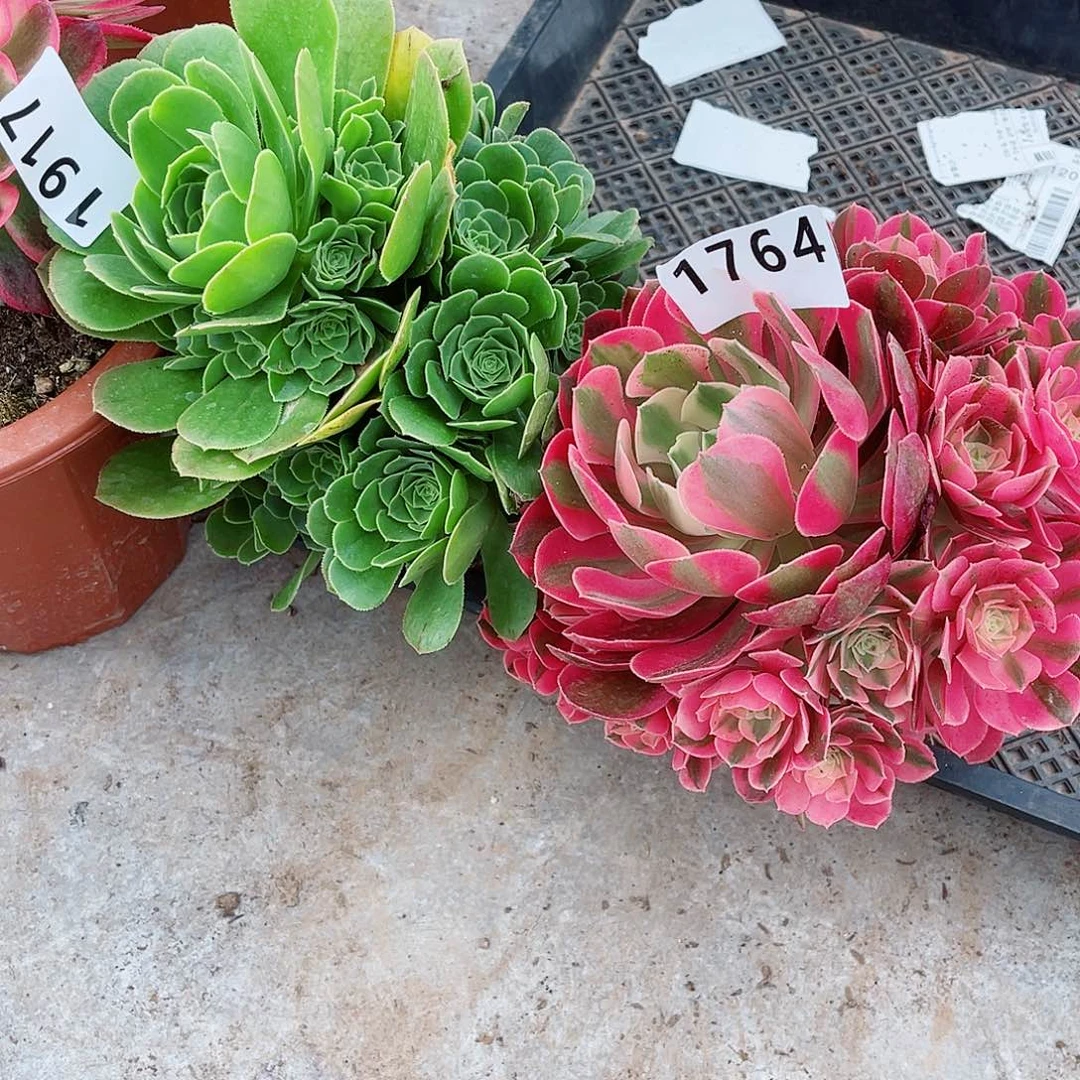 女巫1764绿玫瑰19玫瑰7法师