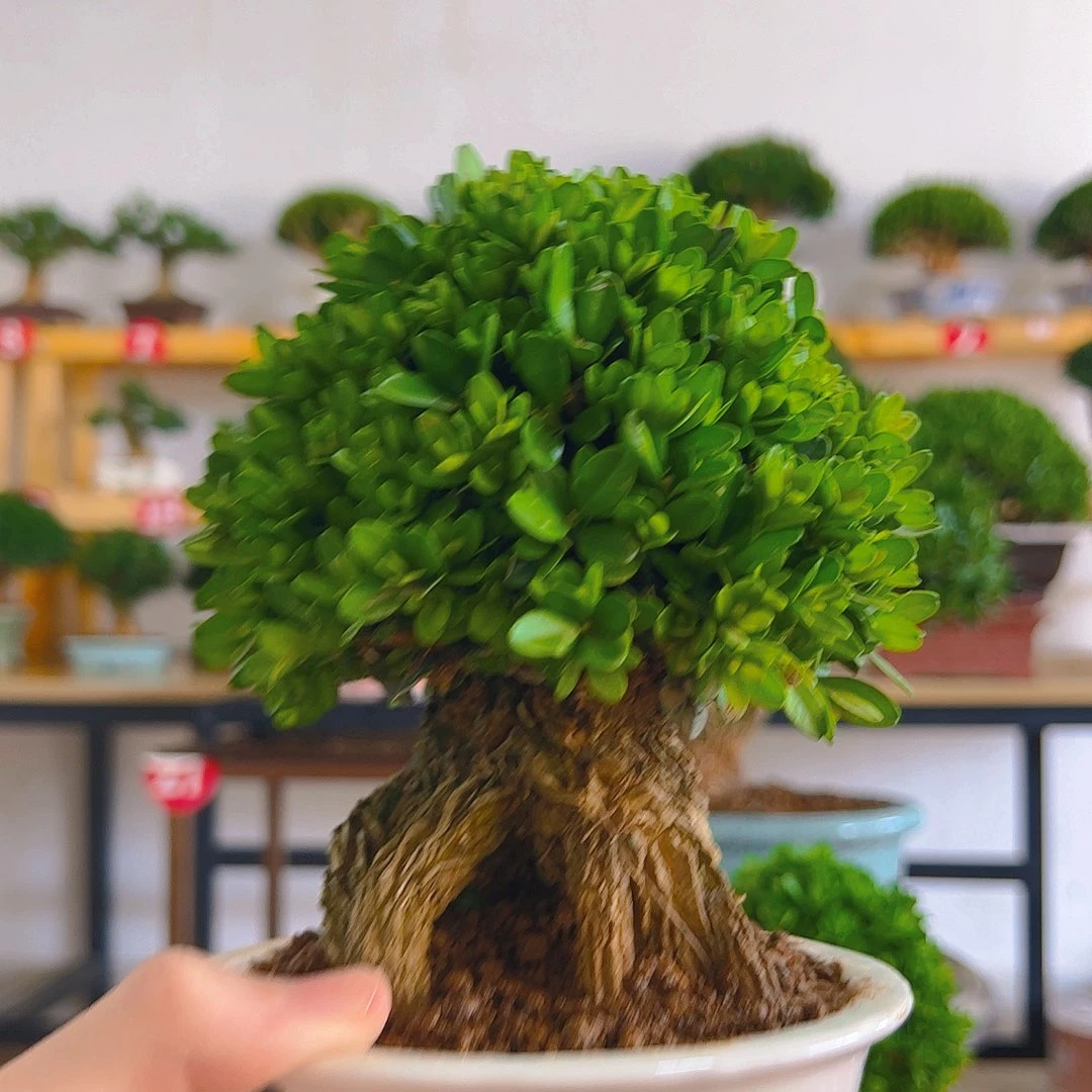 白****无花朵黄杨一物一拍盆景