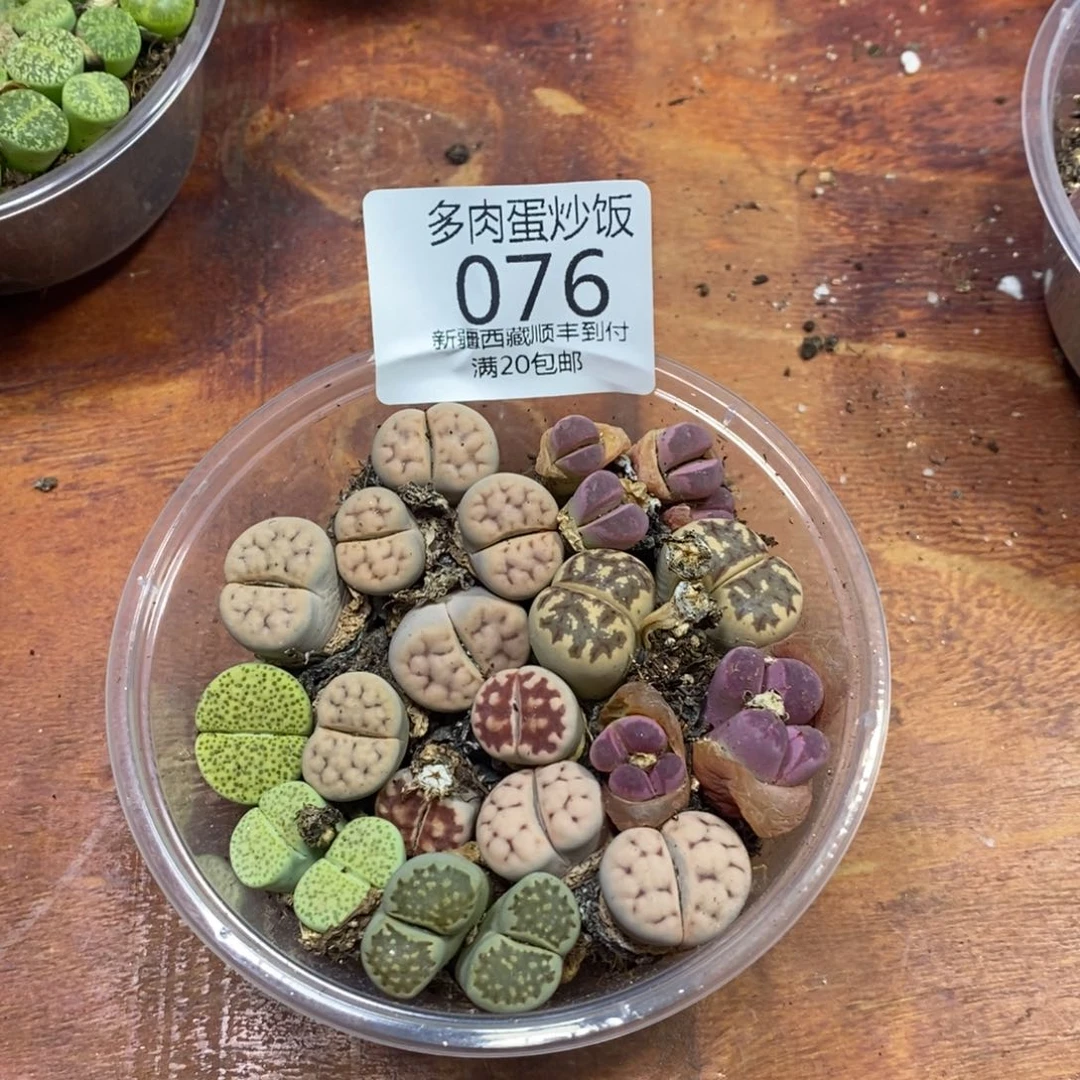 多肉蛋炒饭，感谢您相伴076