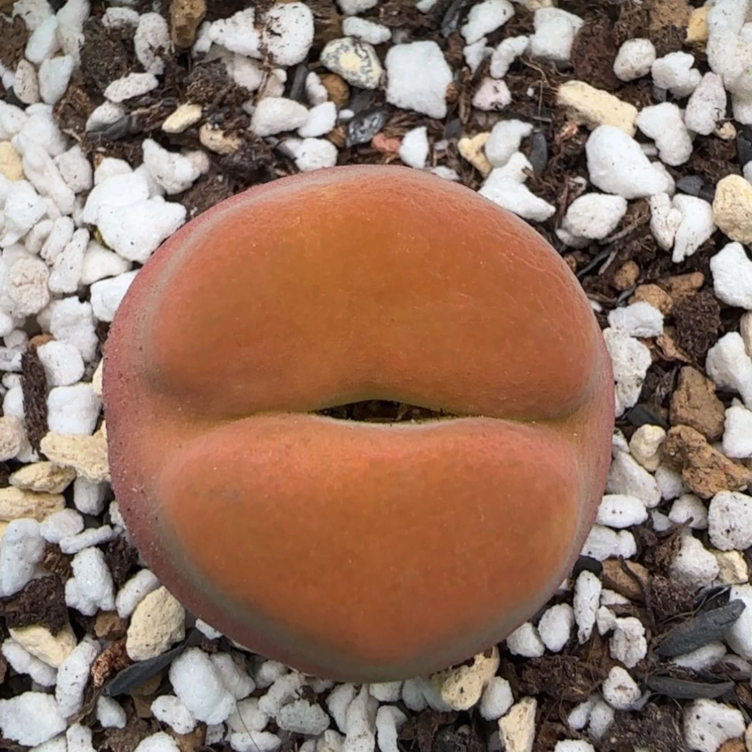 6.23。。。蟠桃祖宗。。。2001