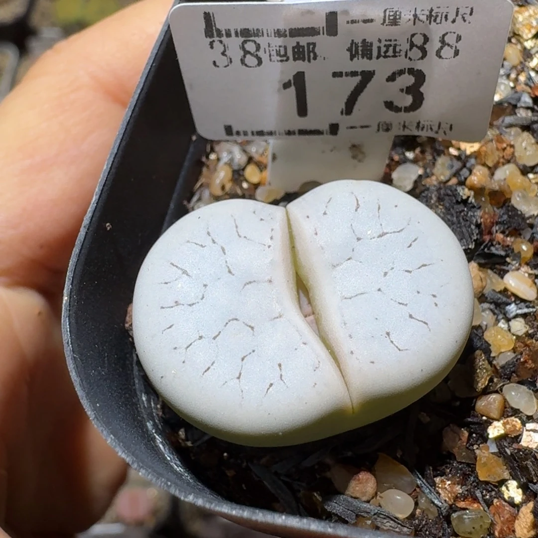 Sss精品便宜清了173