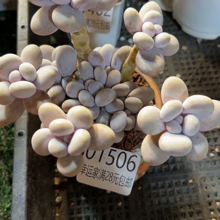 数***羊幸运的是我没有遇到过幸运