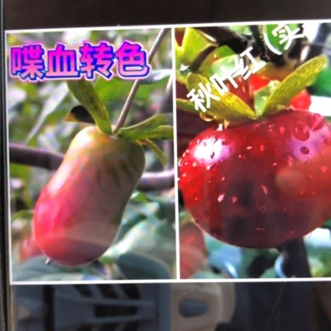 无花朵扦插喋血加秋叶红