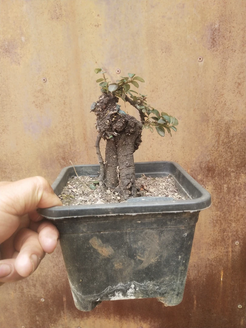 米叶小品白花珍珠荀子