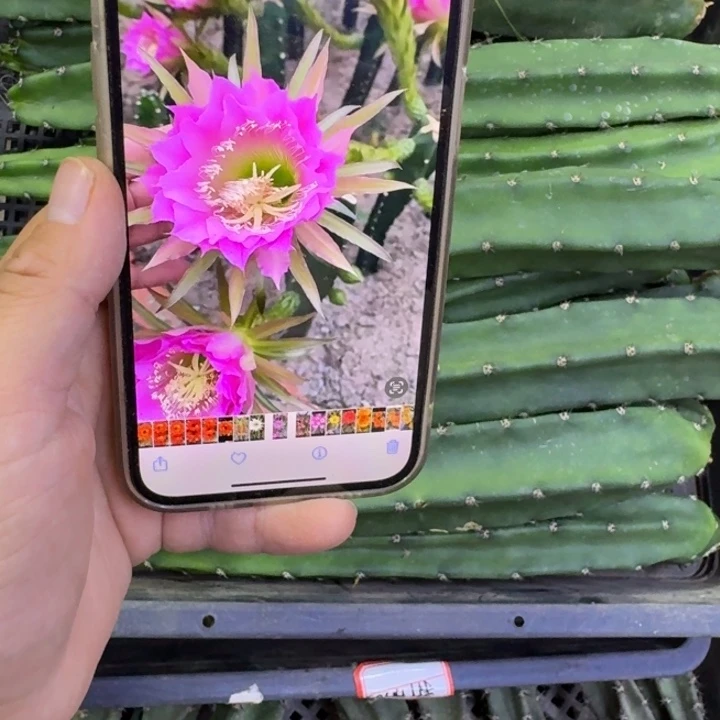 红花秀普无根侧牙25公分左右斑，20包邮