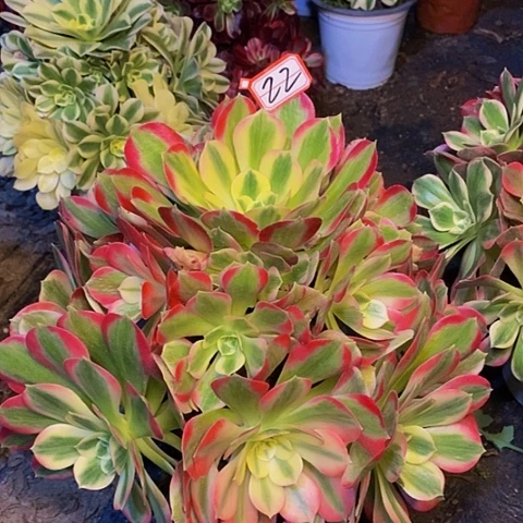 养***忧男神老桩捧花法师22