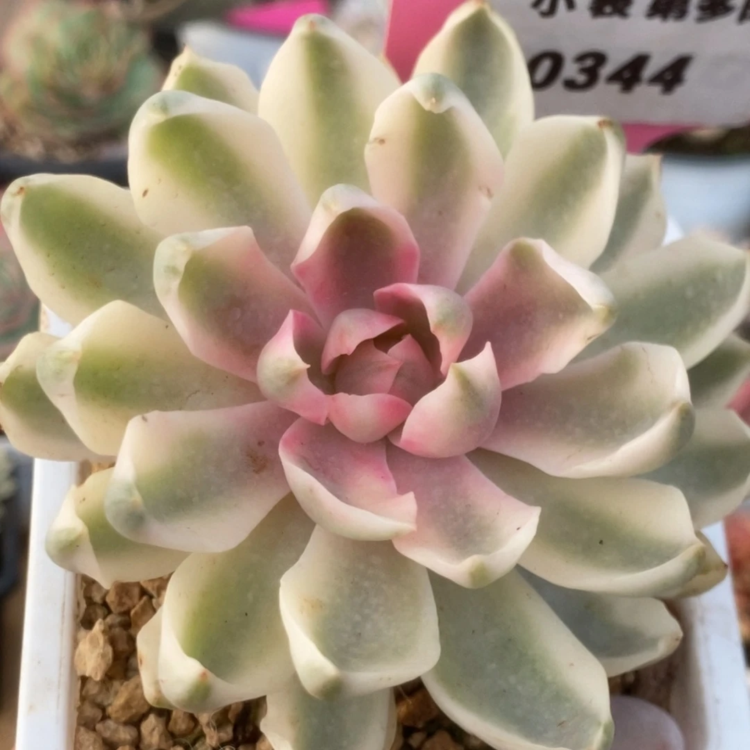 344琼斯福利锦锦锦锦锦