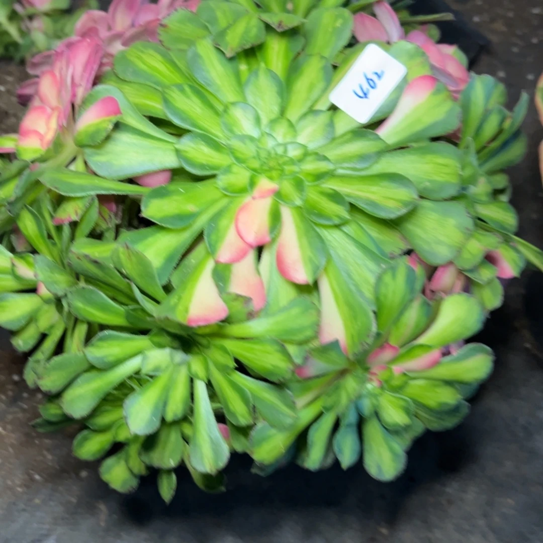 462知否多肉植物一