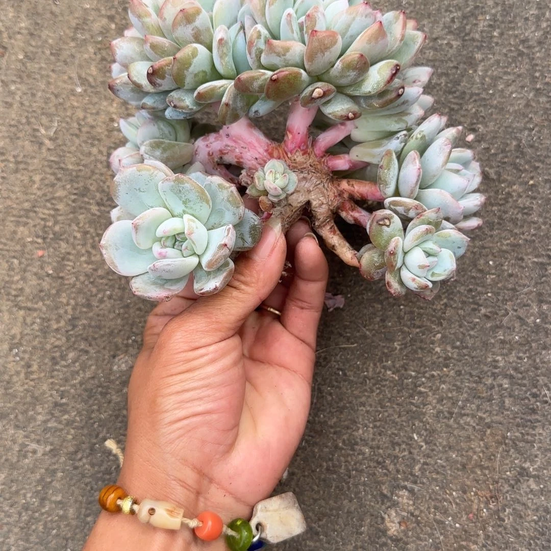 片*多肉植物一物一拍