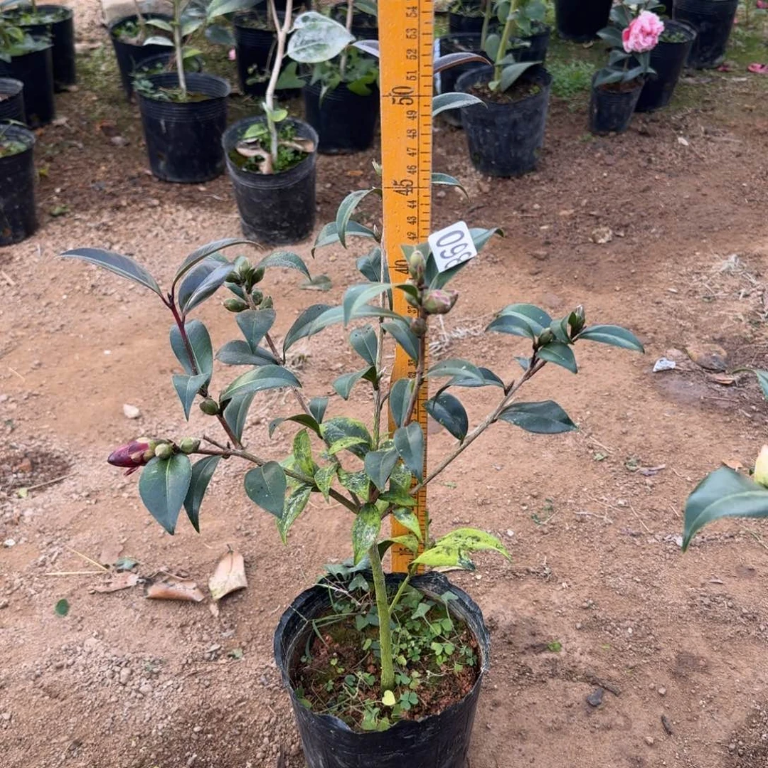 少量花朵（建议范围：2朵-5朵 或40%以下）098黑骑士