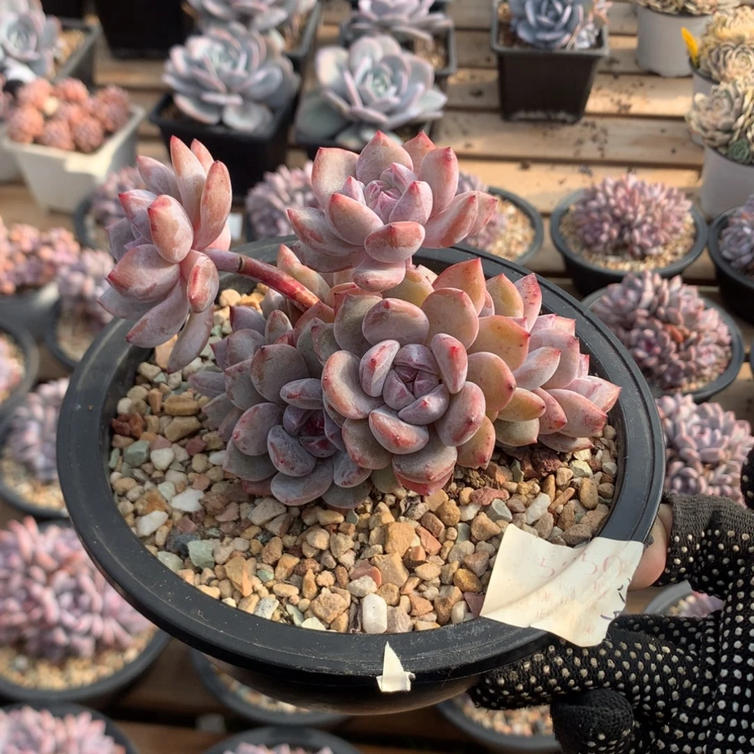 13厘米九头有砍石榴籽 小树5250