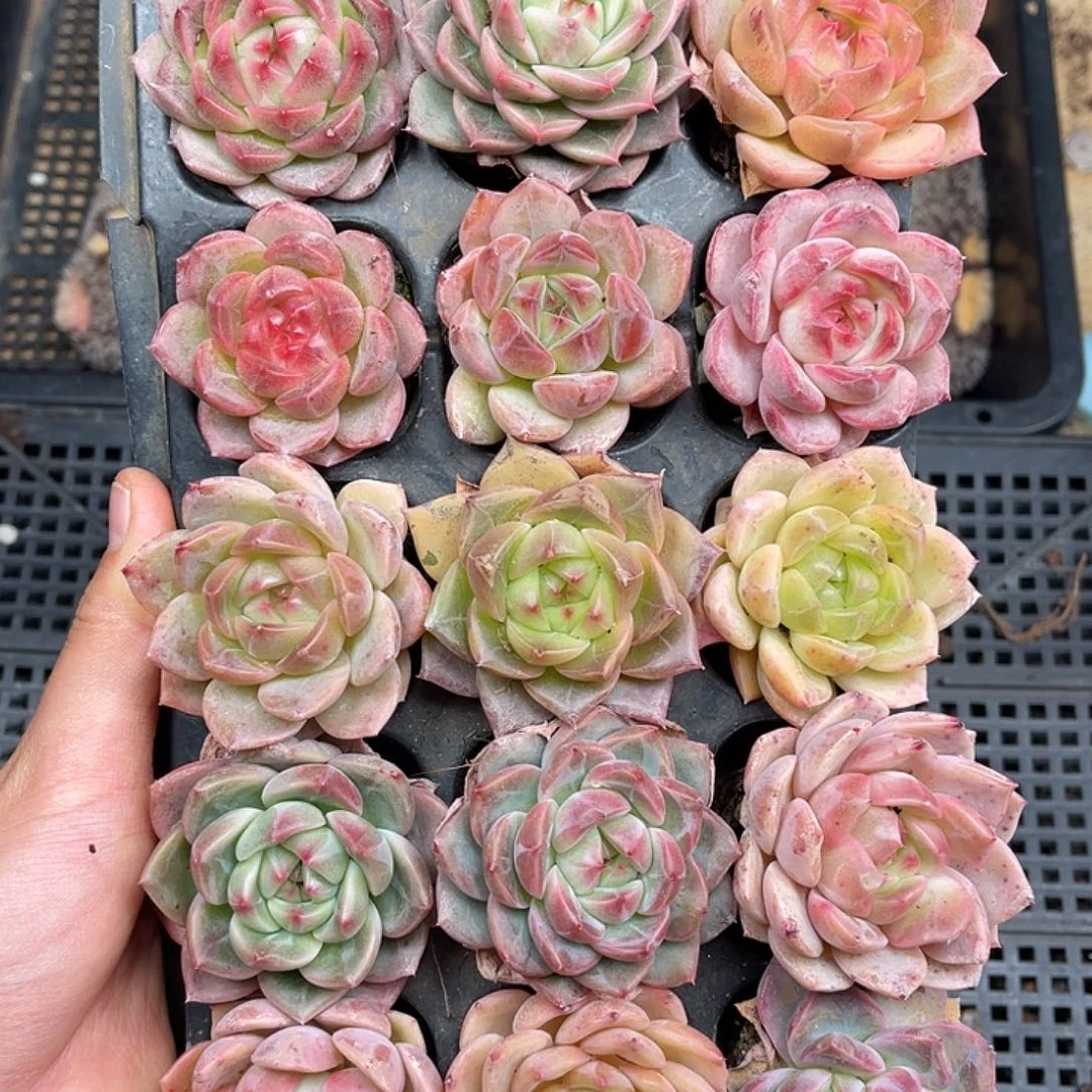 多肉一物一拍22-170