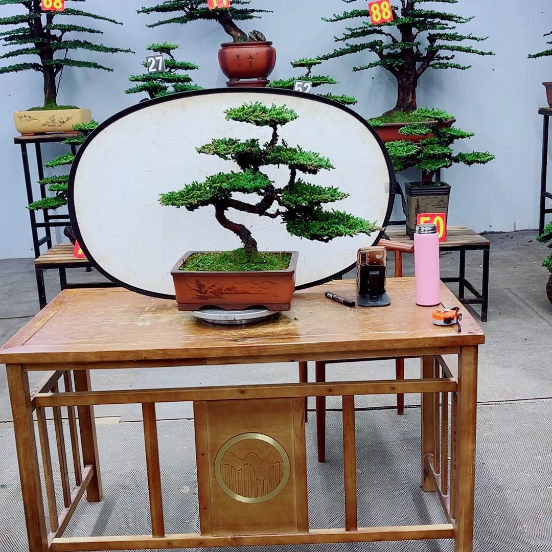 无花朵精品盆景一物一拍