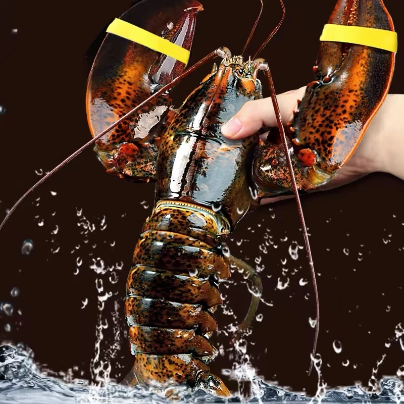 生冻波士顿龙虾加熟帝王组合液氮锁鲜冷冻发货