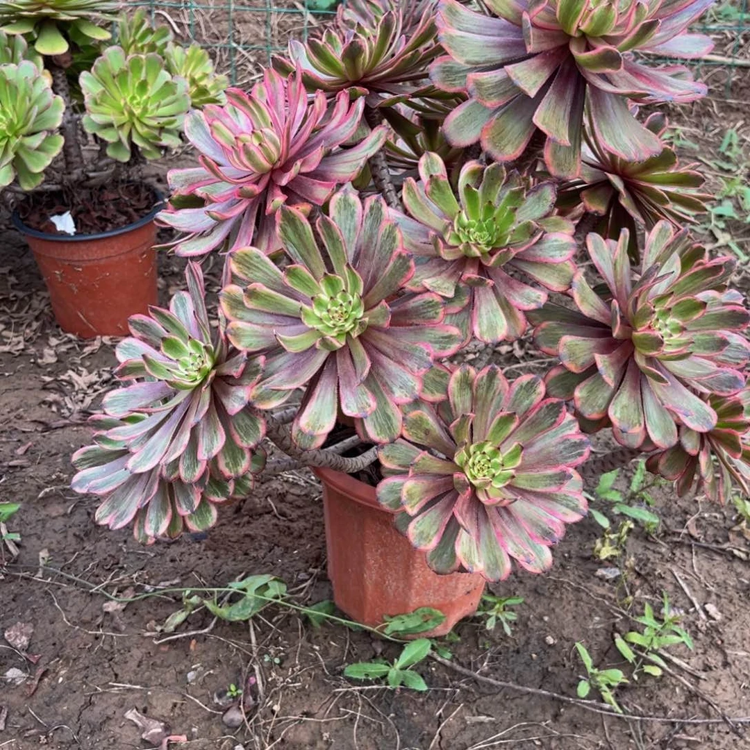 君***羊多肉植物紫霞仙子065多肉