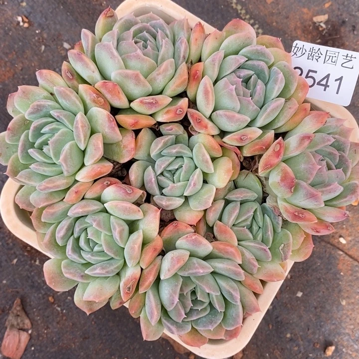 2541杂交老桩基地～14厘米