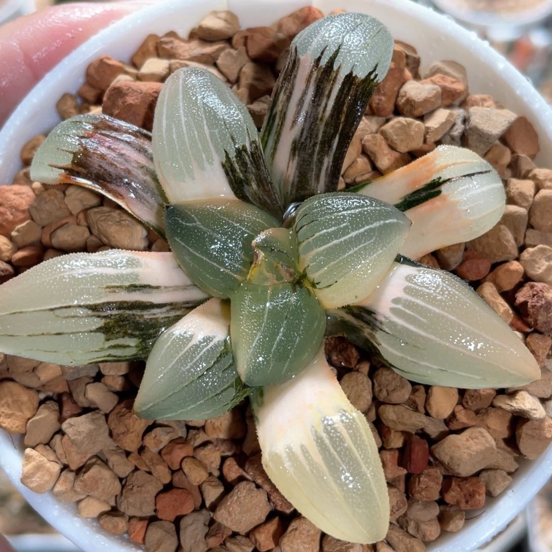 170丸叶糯窗克锦。