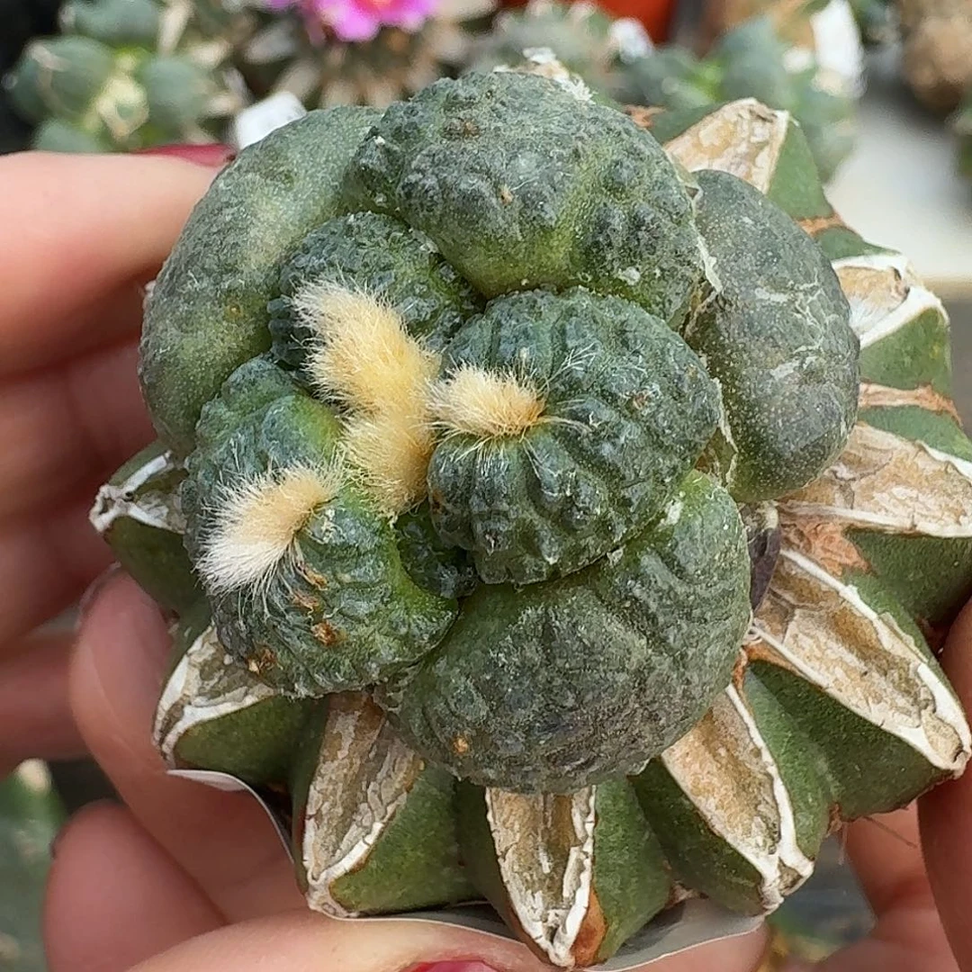 无花朵纯种日系大尤连山牡丹570