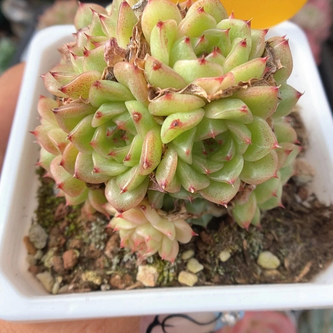 珍妮麦秆群生3922号