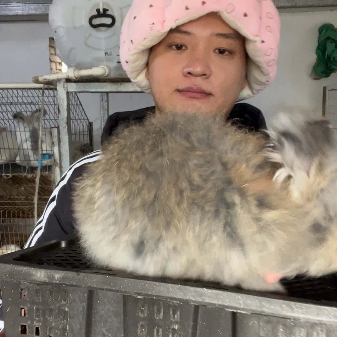 双血统英系安哥拉兔子