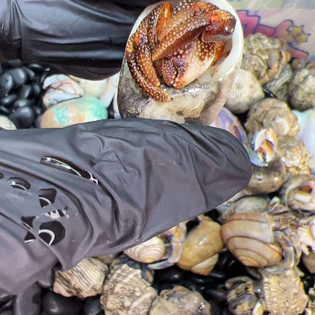 a5 福利黑莓随单10