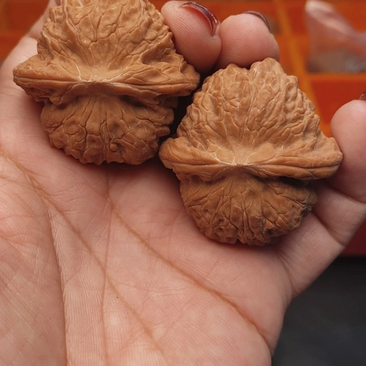 核桃血麒麟40尺核桃