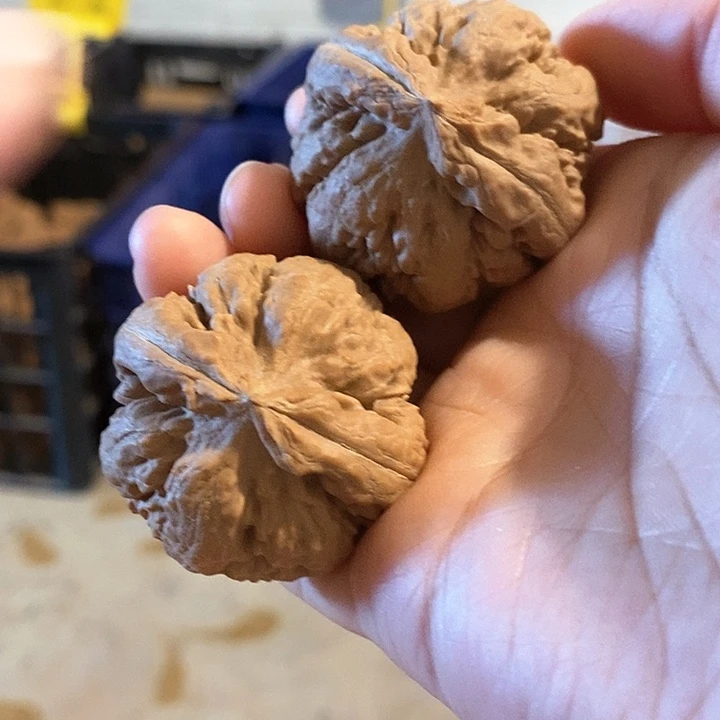 核桃手串/手链F****M霸王龙