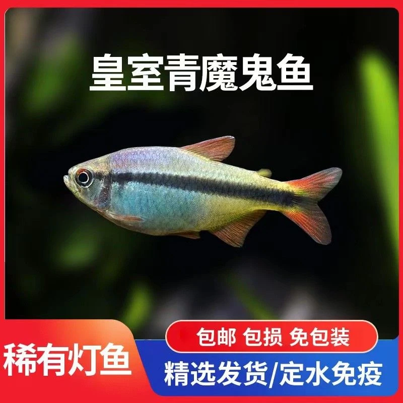 新手大号皇室青魔鬼灯鱼观赏高端七彩稻田灯魔鬼皇室青魔鬼鱼2.5-