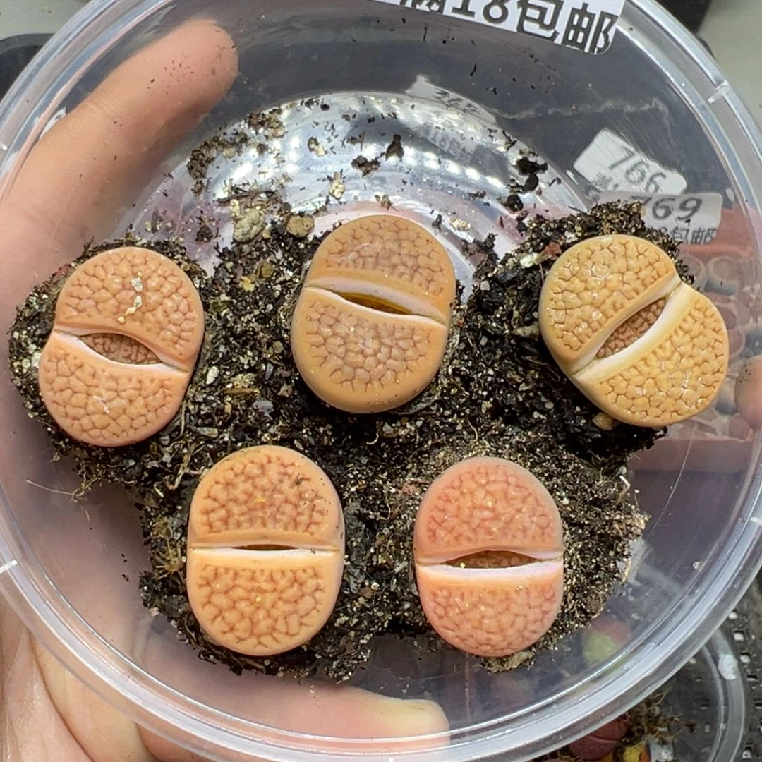 【闪购商品】773……