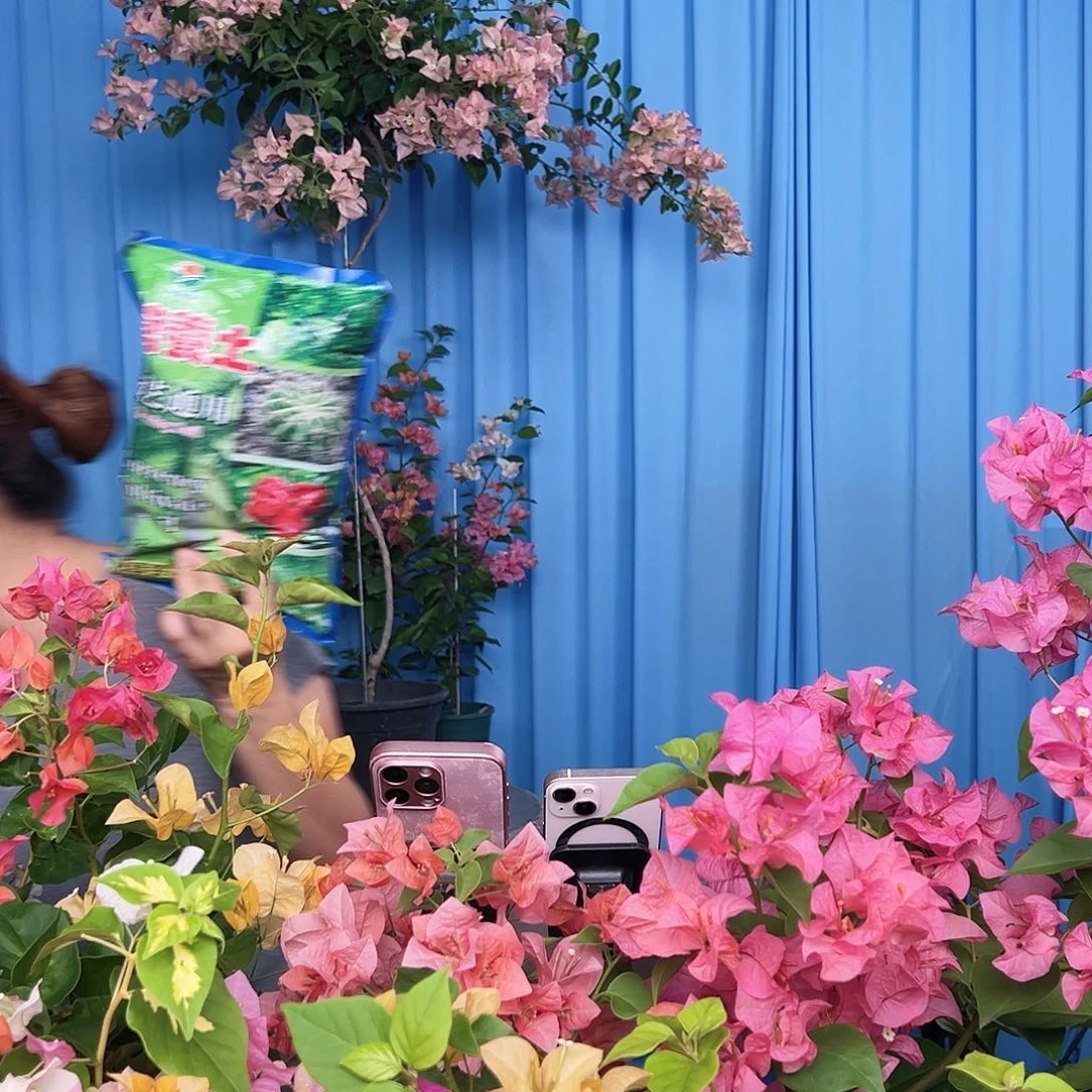 当前无花栽培后可以开花土一包