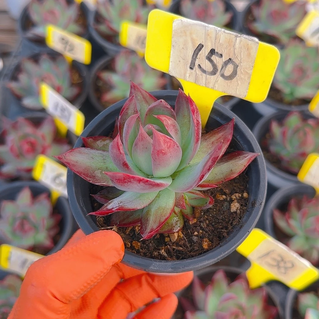 大****?150 惊鸿仙子多肉植物
