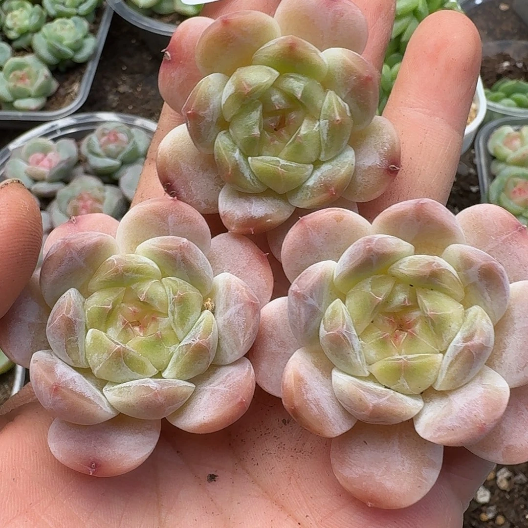 一物一拍一物一拍-907-227