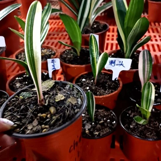 C***e君子兰一物一拍谢谢