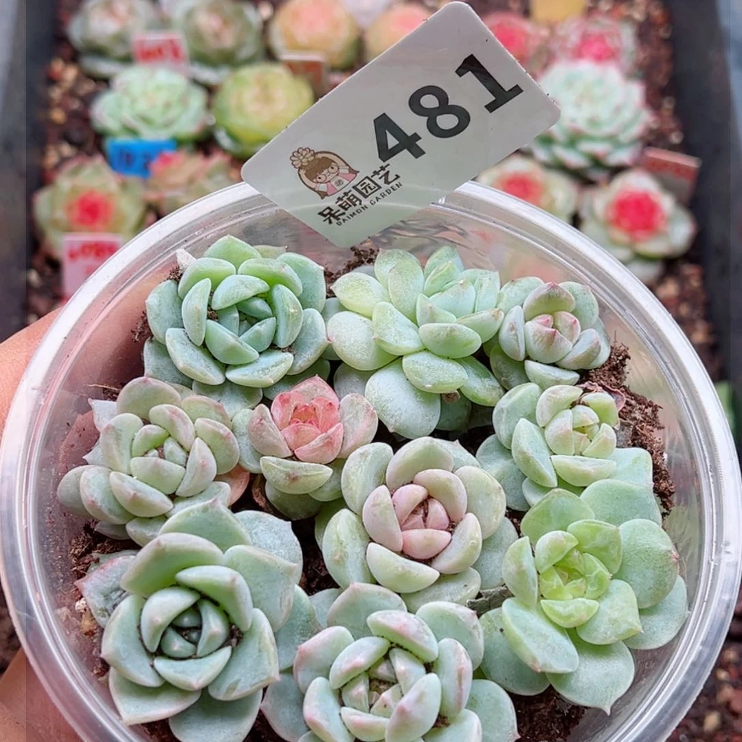 多肉植物多肉植物