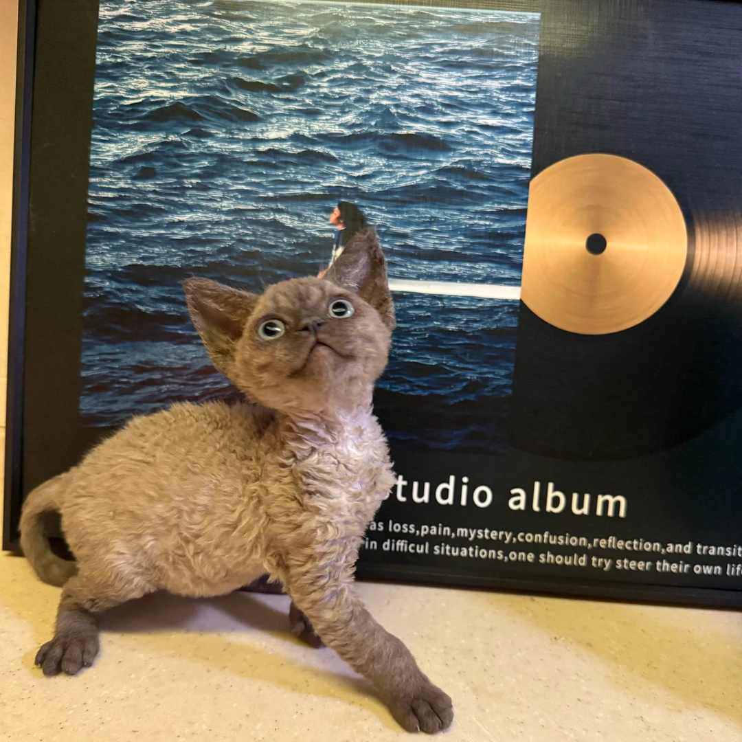 德文卷毛猫 重点色弟弟 爆毛可爱一针疫苗