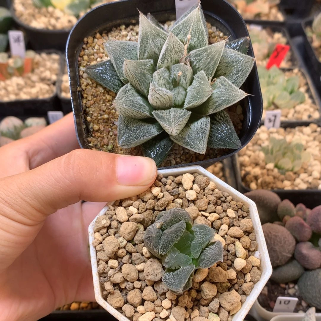 抽****头实生寿带盆土发货
