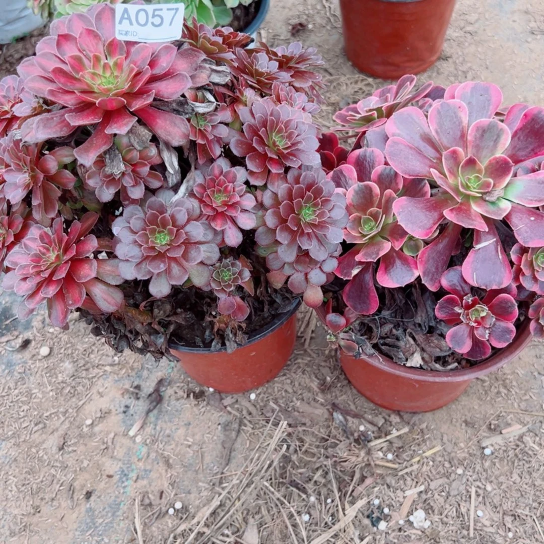 057两颗组合多肉植物法师